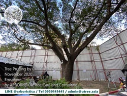 Tree Preservation during Construction​ Service