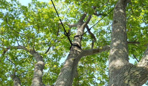ค้ำยันต้นไม้ BEAUTIFUL TREE SUPPORT นำเสนอทางเลือกอื่นๆในการค้ำยันต้นไม้ นอกเหนือจากการใช้ไม้ยูคา เพื่อความสวยงาม
