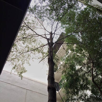 บริการลดความสูงต้นไม้ ข้างอาคาร