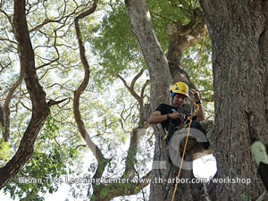 การทำงานบนต้นไม้ใหญ่ด้วยวิธี Rope Access ฝึกใช้อุปกรณ์เซฟตี้ และอุปกรณ์ปีนไต่เพื่อทำงานบนต้นไม้  การใช้เงื่อน เชือก ที่เกี่ยวข้องกับงานต้นไม้ใหญ่
