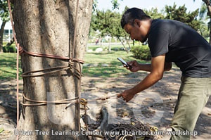 การขึ้นต้นไม้โดยใช้เชือก - อุปกรณ์นิรภัย และการโรยกิ่งไม้ลงพื้นอย่างปลอดภัย
