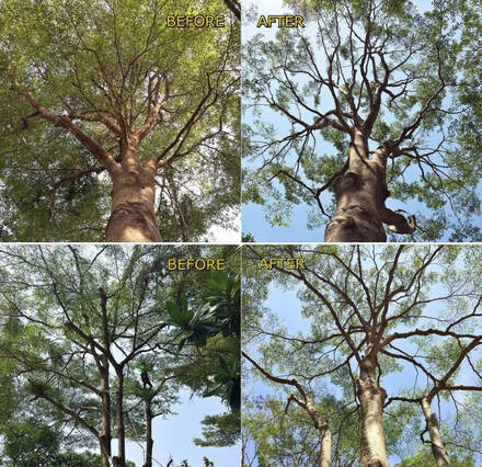รับตัดต้นไม้ กทม รับตัดต้นไม้กรุงเทพ ปริมณฑล ตัดแต่งกิ่ง รุกขกร หมอต้นไม้ ตัดต้นไม้ตามหลักวิชาการ รุกขกรใบรับรอง สมาคมรุกขกรรมไทย ตัดแต่งต้นไม้ใหญ่ ต้นไม้ยืนต้นตาย ต้นไม้ตาย รักษาต้นไม้ รักษาแผลต้นไม้ ต้นไม้เอียง รับดูแลต้นไม้ ต้นไม้เป็นแผล ตัดรากต้นไม้ ต้นไม้ล้ม รับฟื้นฟูต้นไม้ รักษาต้นไม้ป่วย ต้นไม้ป่วย