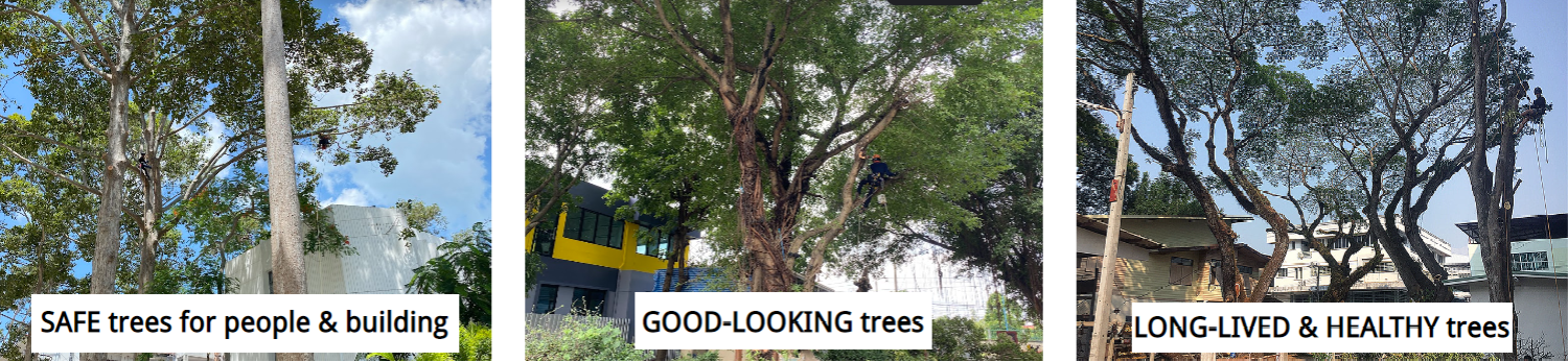 Professional Tree Services by Certified Arborist in Thailand